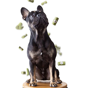 Bezzapachowe, szczelne, przyjazne dla ziemi worek na odchody dla psów Worki na odchody Nadruk na zamówienie hurtowo Biodegradowalna torba na odchody dla psa 0