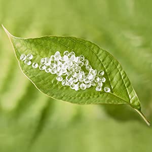 Plant-based Material